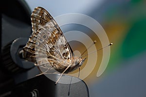 Beige brown skipper butterfly with long mustaches and a fluffy body. macro photography. Hesperioidea close-up photo