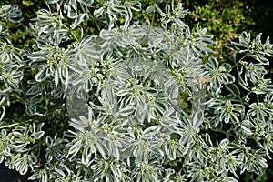 Beige butterfly pollinating flowers of variegated spurge