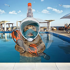 Cat in full diving mask in pool at resort