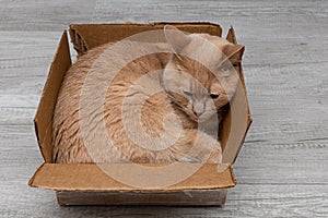 beige cat lies in an old cardboard box