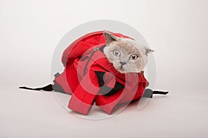 Beige cat in a red bag, on white background