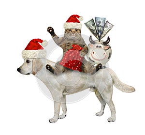 Cat Santa with gifts rides dog labrador 3