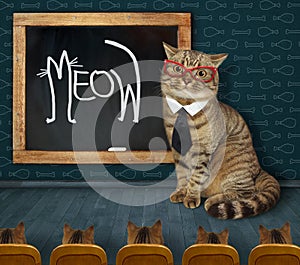 Cat teacher wrote meow photo