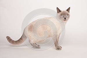 Beige cat on white background