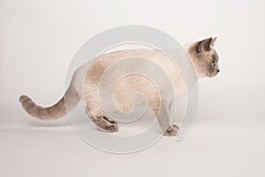 Beige cat on white background