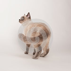 Beige cat on white background