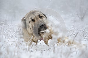 Beige color Sivas Kangal dog sleeping in snow.