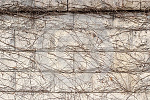 Beige colored stone wall with the full of dried ivy