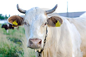 Beige cow