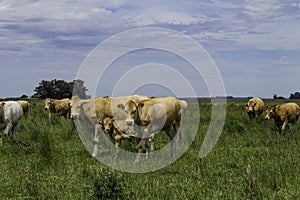 Beige cows of the blonde Aquitaine breed. Little calf in the group. Field landscape with cattle breeding. Non-vegetarian food