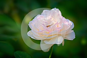Beige or cream color rose flower