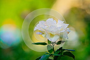Beige or cream color rose flower