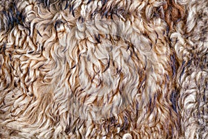 Beige curly fur texture and background