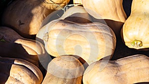 Beige decorative pumpkins at straw in sunlight autumn background, selective focus, shallow DOF