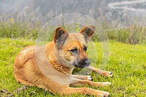 Beige dog with dark brown eyes, lying on the grass and dirt in the morning
