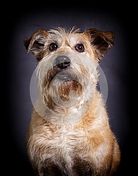 beige dog expressively looks