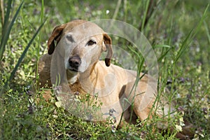 beige dog in grass on meadow