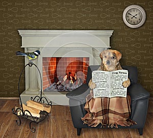 Dog reading newspaper at fireplace