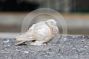 Beige dove on the asphalt against blurred background.