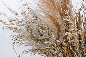 Beige dried flowers bouquet. Detail of a bunch of dried flowers and grass. Close-up of beautiful creamy dry grass