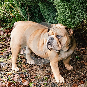 Beige English bulldog in the nature. Young bulldog standing on a ground against natural green background