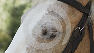 Beige farm animal head. Horse blinks an eye with white eyelashes, close-up.