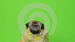 Beige fat pug with yellow bow tie on green background. Cute dog with obese posing in studio.