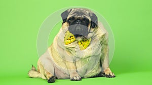 Beige fat pug with yellow bow tie on green background. Cute dog with obese posing in studio.