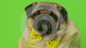 Beige fat pug with yellow bow tie on green background. Cute dog with obese posing in studio.