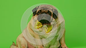 Beige fat pug with yellow bow tie on green background. Cute dog with obese posing in studio.