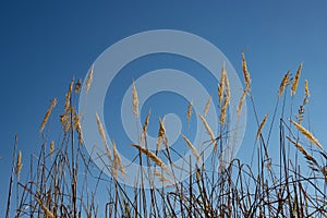 Beige feather reed grass against blue sky