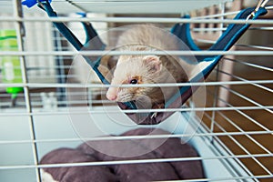 Beige ferret resting in his cage. Home pet concept. View through grid. Selective focus. copy space