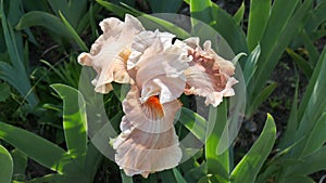 The beige flower of bearded iris varieties Magic by gosh.