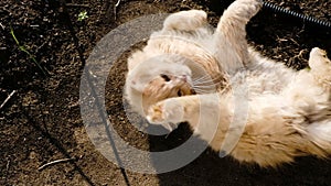 Beige fluffy cat wallows in mud and basks in the sun, slow motion