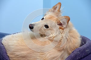 Fluffy dog half-breed turning around looking