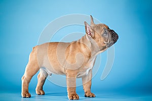 A beige French bulldog puppy on a blue background colur