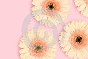 Beige gerbera flowers on a pink background.