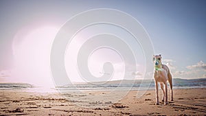 Beige Great Dane dog standing in the sandy beach