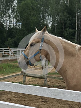 Beige horse with white mane on the ranch. Portrait of beautiful horse with golden mane.