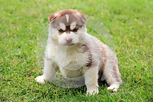 Beige husky puppy