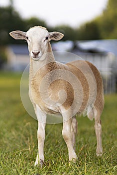 Beige Katahdin sheep lamb