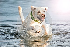 Beige labrador the dog swims