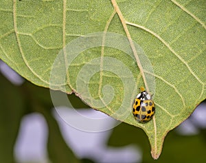 Beige ladybug walking on a leaf