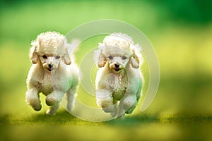 beige little poodles in collar running on green gr on blurred background