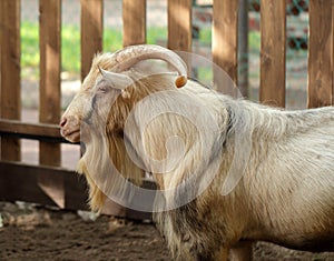 Beige long haired male goat