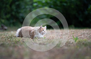 beige maine coon cat on the hunt outdoors lurking