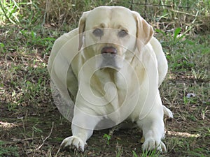  Beige male Labrador Canine Pet lying on patchy grass and sand with his front legs stretched out in front of him