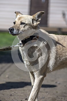 Beige mongrel dog on a leash against a background of greenery in summer photo