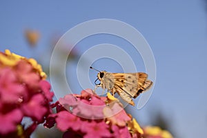 Beige moth sitting on pink flowers on blue sky background