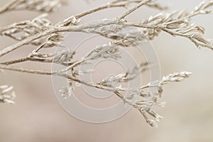 Beige neutral color beautiful dried flowers branches macro